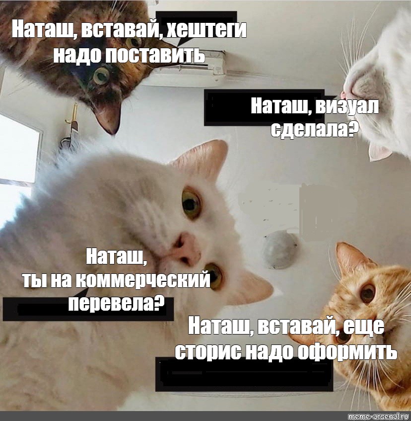 Фото с котами наташа