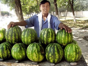 Create meme: varieties of watermelon, ripe watermelon