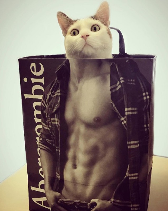 Create meme: the cat in the abercrombie package, a cat with a press, cat 