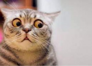 Create meme: surprised kitty, scared cat meme, cat in shock