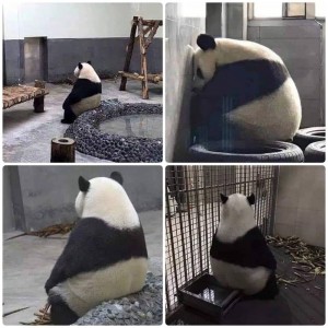 Создать мем: панда, панда грустит картинки, alone панда