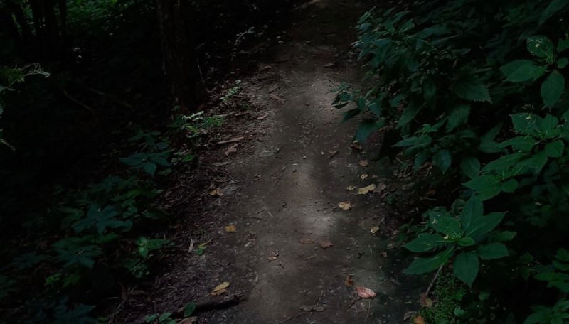 Create meme: path, darkness, nature forest 