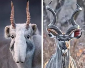 Create meme: antelope meme, color animal, saiga muzzle