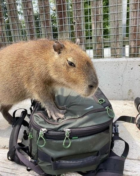 Create meme: capybara guinea pig, a pet capybara, big capybara guinea pig