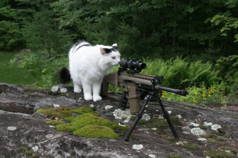 Create meme: cat sniper, sniper rifle cat, cat with a machine gun