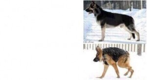 Create meme: dog Quasimodo, shepherd, Alsatian