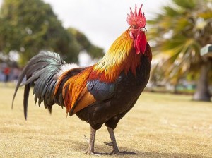 Create meme: cock cock, rooster