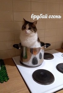 Create meme: cats, the cat in the pan, seals