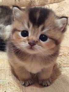 Create meme: animals cats, kitty, cute animals