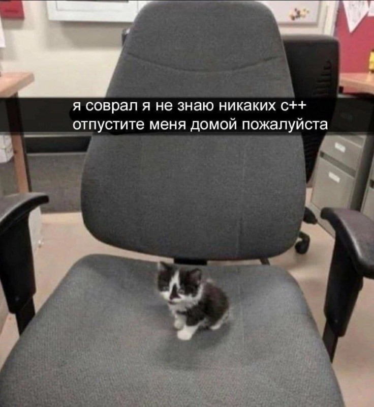 Create meme: cat , cat at work, kitty 