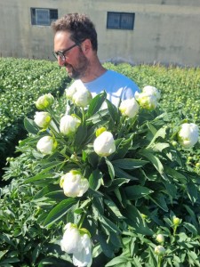 Create meme: peonies