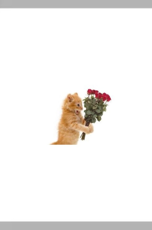 Создать мем: тебе букетик, кот, котенок с цветочком