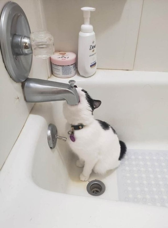 Create meme: cat in the sink faucet, the cat in the sink , the cat in the bath