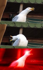 Create meme: seagull, inhaling seagull, Seagull meme