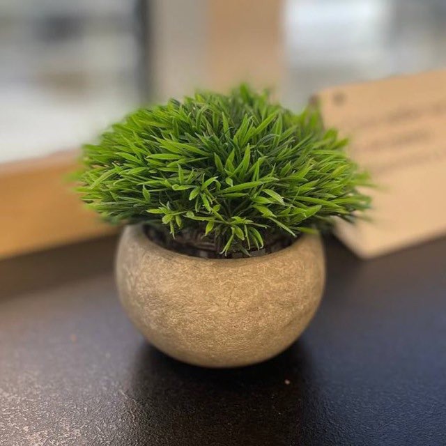 Create meme: decorative thuja in a pot, artificial potted grass, plant 