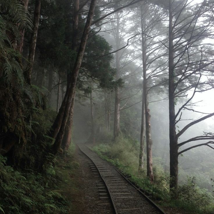 Create meme: forest with railway, picturesque landscape, forest road