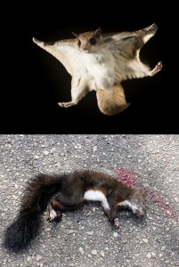 Create meme: the flying squirrel pictures, the flying squirrel photo animal, the flying squirrel in flight
