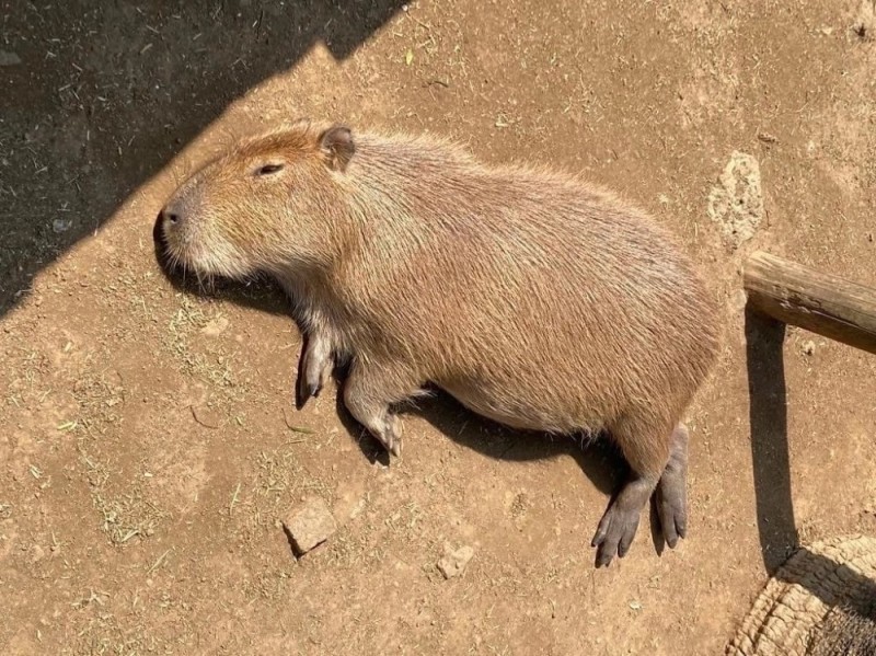 Create meme: capybara capybara, albino capybara, a pet capybara