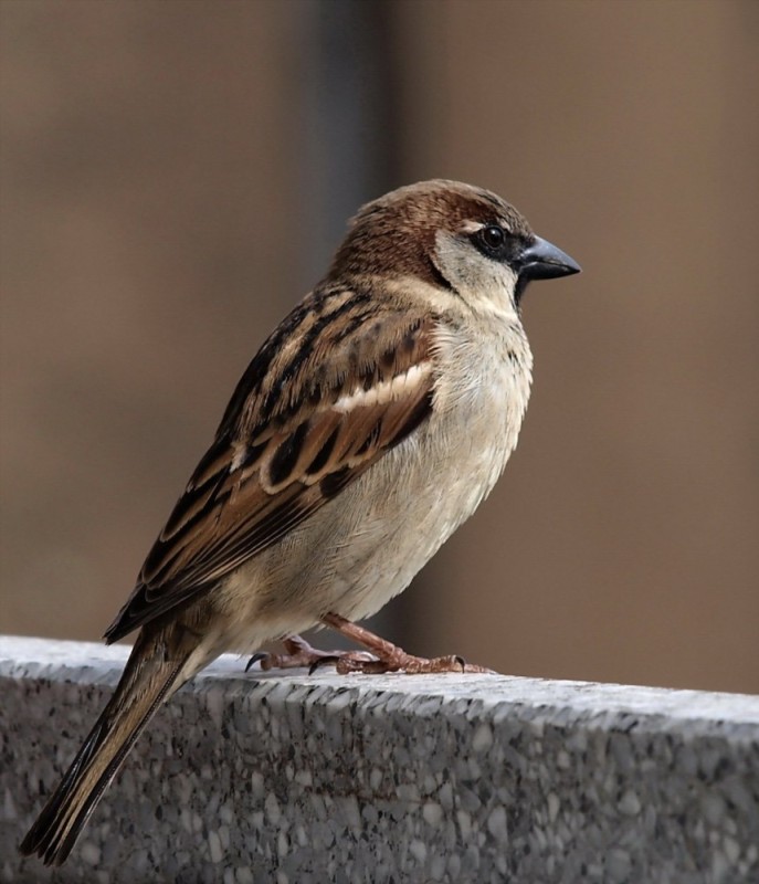 Create meme: bird sparrow, brown sparrow, male sparrow