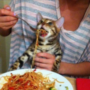 Create meme: Bengal cat, cat fed spaghetti, cat fed with a spoon