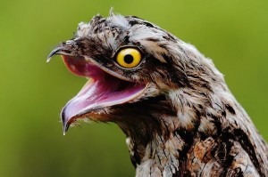 Create meme: giant Nightjar bird, Nightjar, Nightjar sedonas