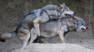 Create meme: canis lupus, wolf mating, wolves mating