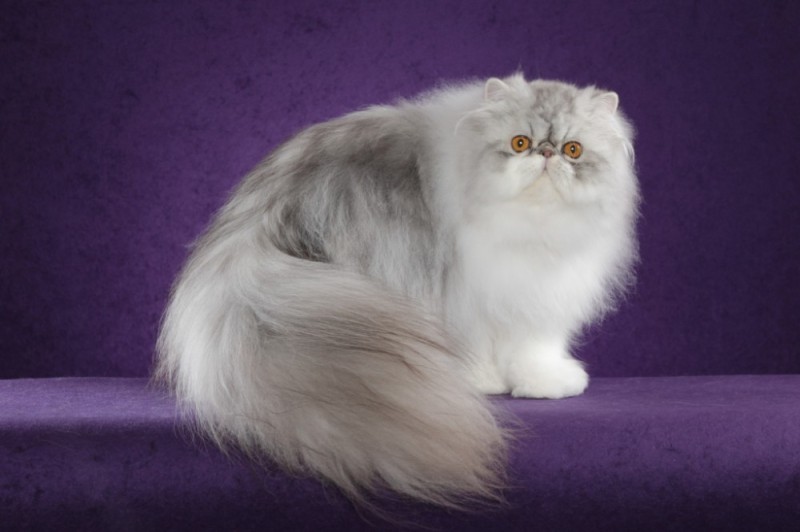 Create meme: grey persian cat, Persian cat , persian chinchilla exotic
