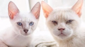 Create meme: heterochromia, the Thai cat, cat