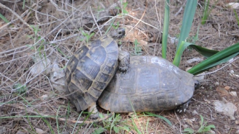 Create meme: a turtle shell, turtle land, turtle 