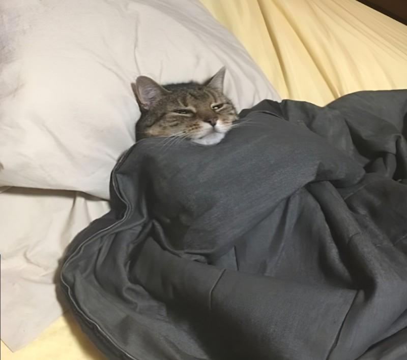 Create meme: the cat in the blanket, cats in a blanket, The cat is hiding