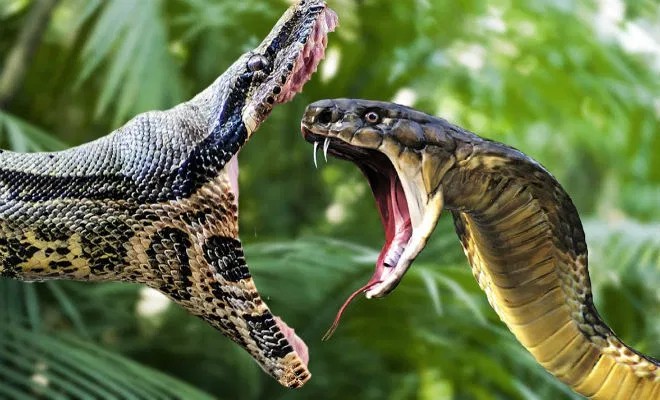 Create meme: dangerous animals , anaconda vs python, cobra and python