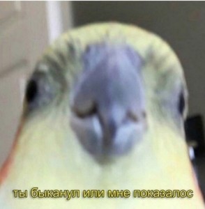 Create meme: memes with parrots triggered, animal, parrot