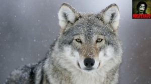 Create meme: the muzzle of a wolf photo, wolf, wolves Wallpaper for iPhone