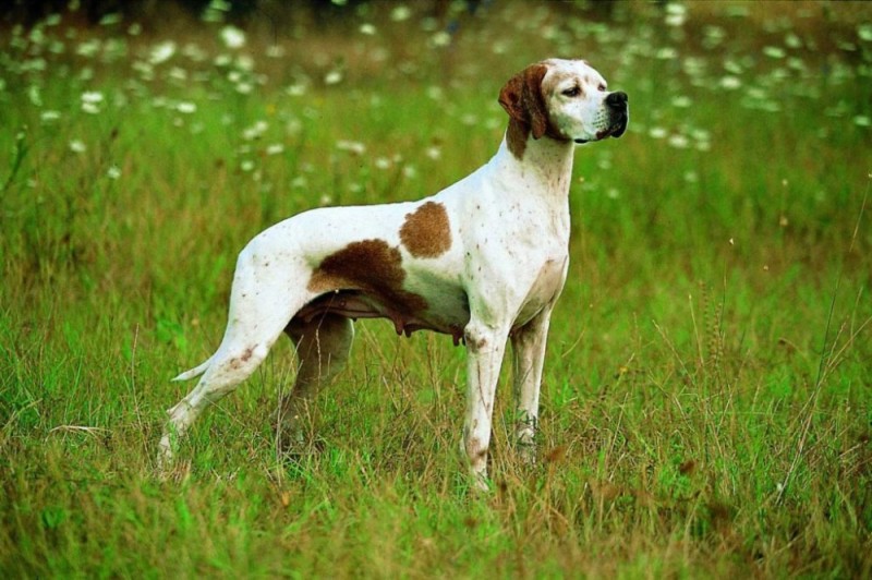 Create meme: english pointer, the pointer breed, a cop breed