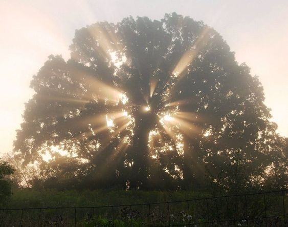 Create meme: the bright sun, the tree the sun, The rays of the sun through the trees