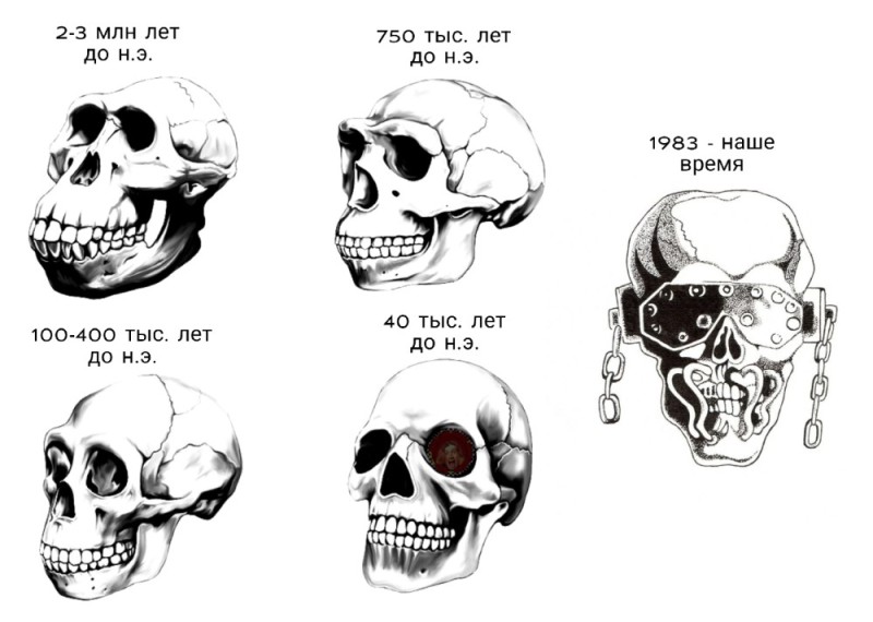 Create meme: The evolution of homo skulls, the evolution of the skull, the human skull