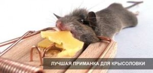 Create meme: mouse, to catch a rat, rat