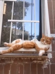 Create meme: cats, happy cat, cat at the window