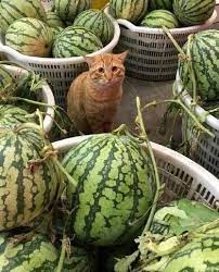 Создать мем: кошка, кот, котенок ненавидит арбузы