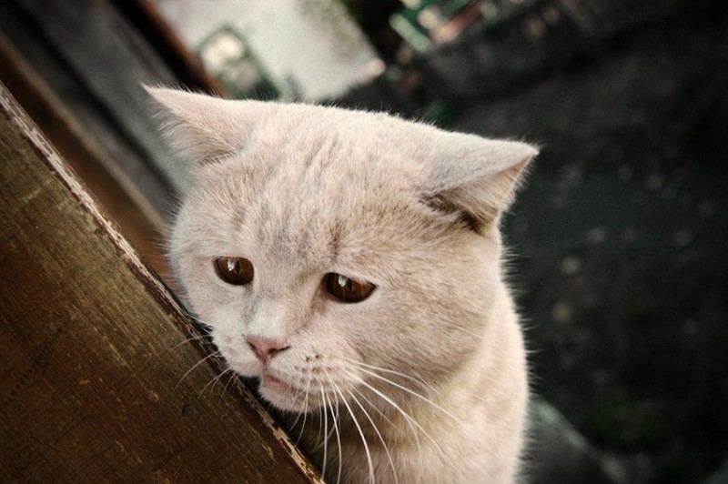 Создать мем: грустные коты, очень грустный котик, очень грустный кот