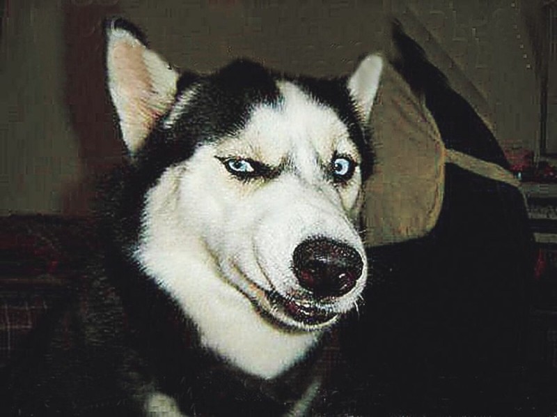 Create meme: husky , husky meme, husky dog