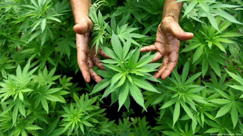 Create meme: Bush cannabis, marijuana grass, cannabis is a drug