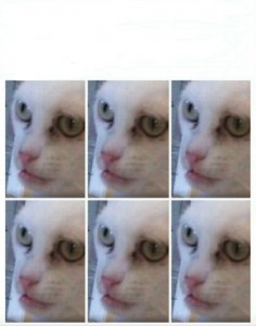 Create meme: memes, cat, cat