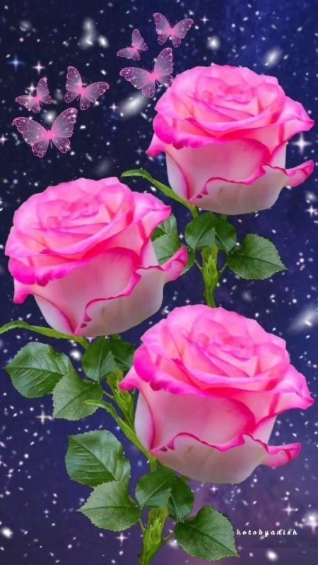 Create meme: beautiful roses , good evening good night, flowers beautiful roses