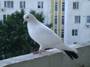 Создать мем: голубя, голуби бакинские бойные, голубь на балконе