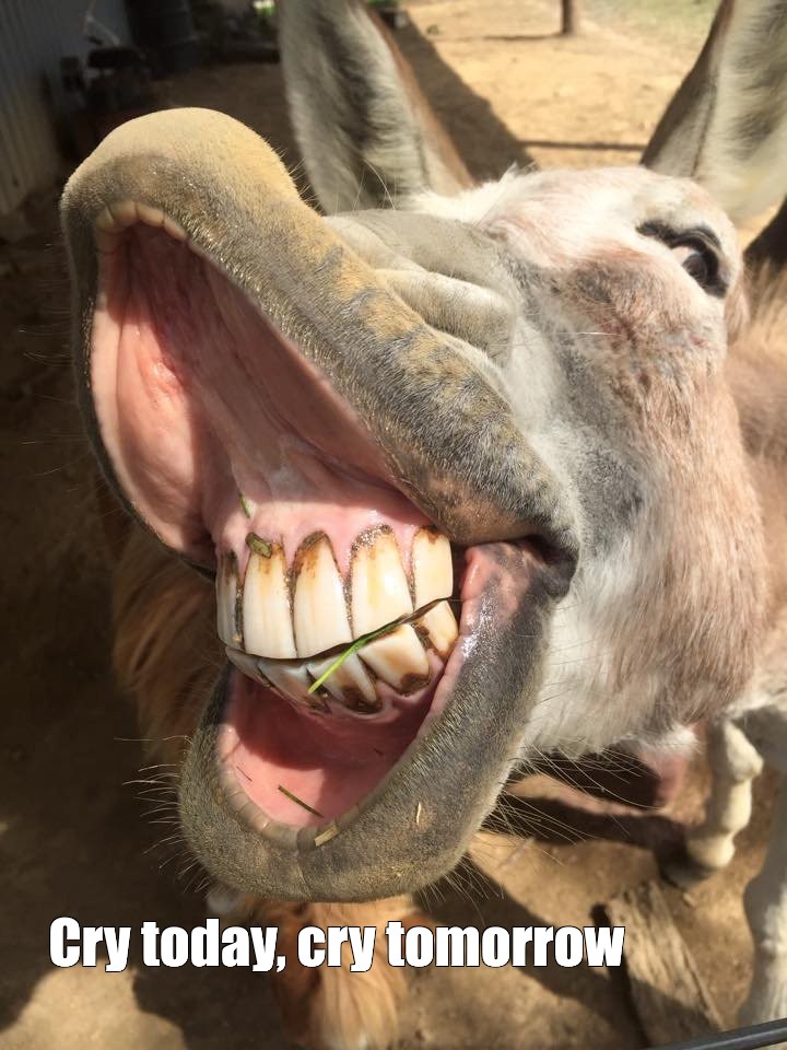 donkey smiling with teeth