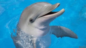 Create meme: whales and dolphins, animals dolphins, Dolphin