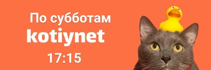 Создать мем: кот, kotiynet, лотков кот kotiynet