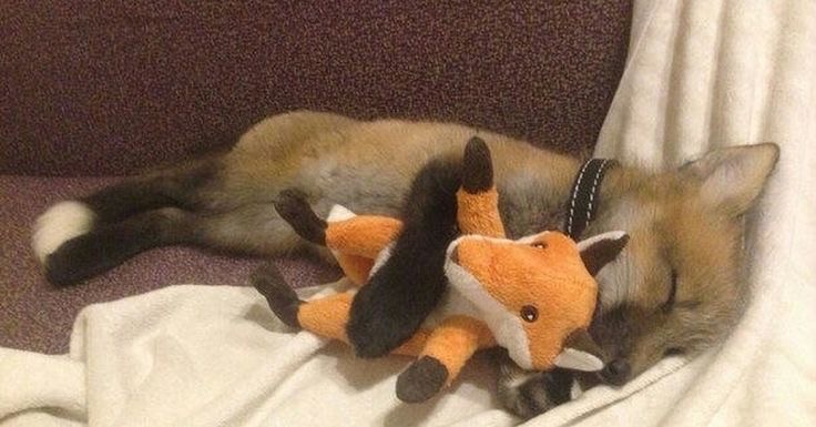 Создать мем: спящая лиса, лисичка спит, домашняя лиса