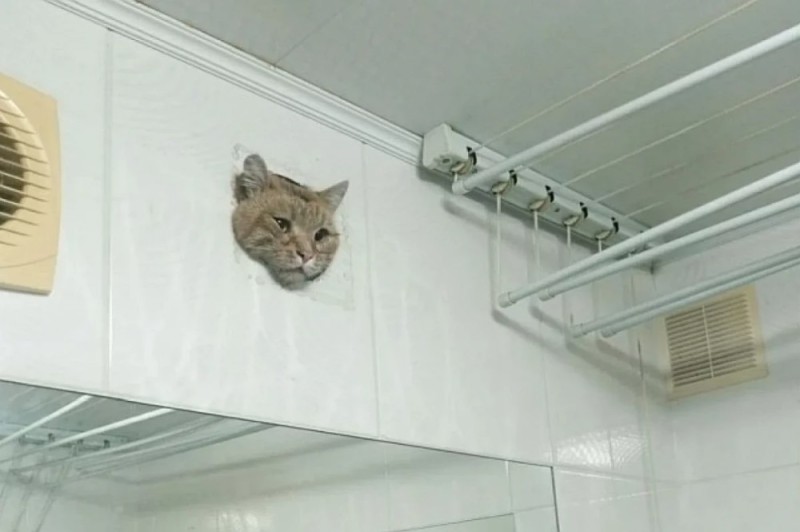Создать мем: животные, котэ, кот в шкафу